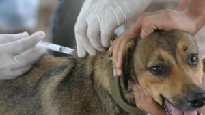 vacunacion_perro_ref