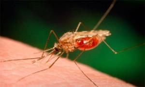 imagen-malaria