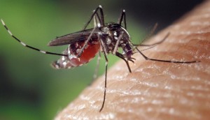Mosquito aedes aegypti. Transmisor del virus del dengue y la fiebre amarilla. Según la OMS, se estima que esta especie de mosquito causa 50 millones de infecciones y 25 mil muertes por año.